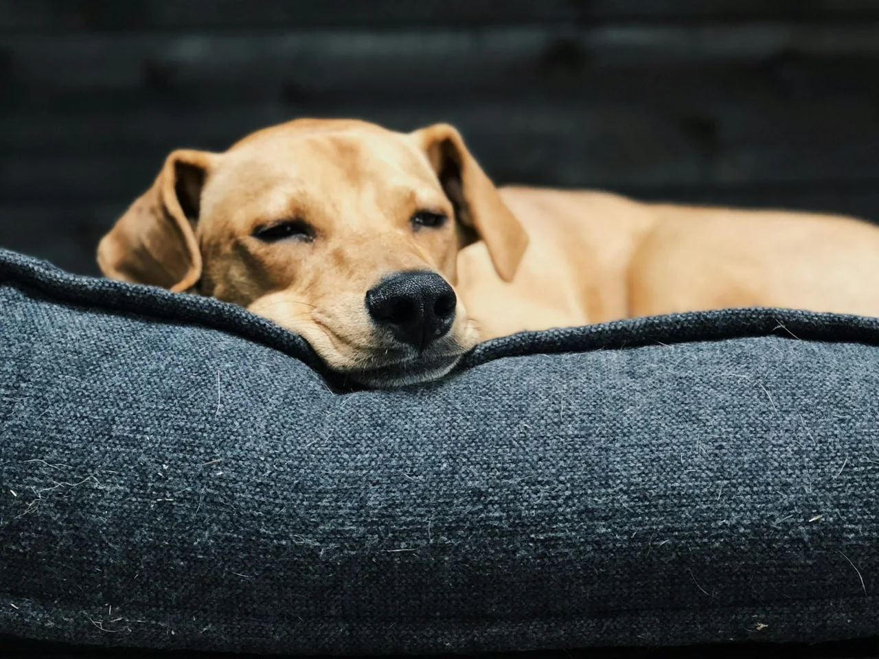 short-coated brown dog on gray fabric