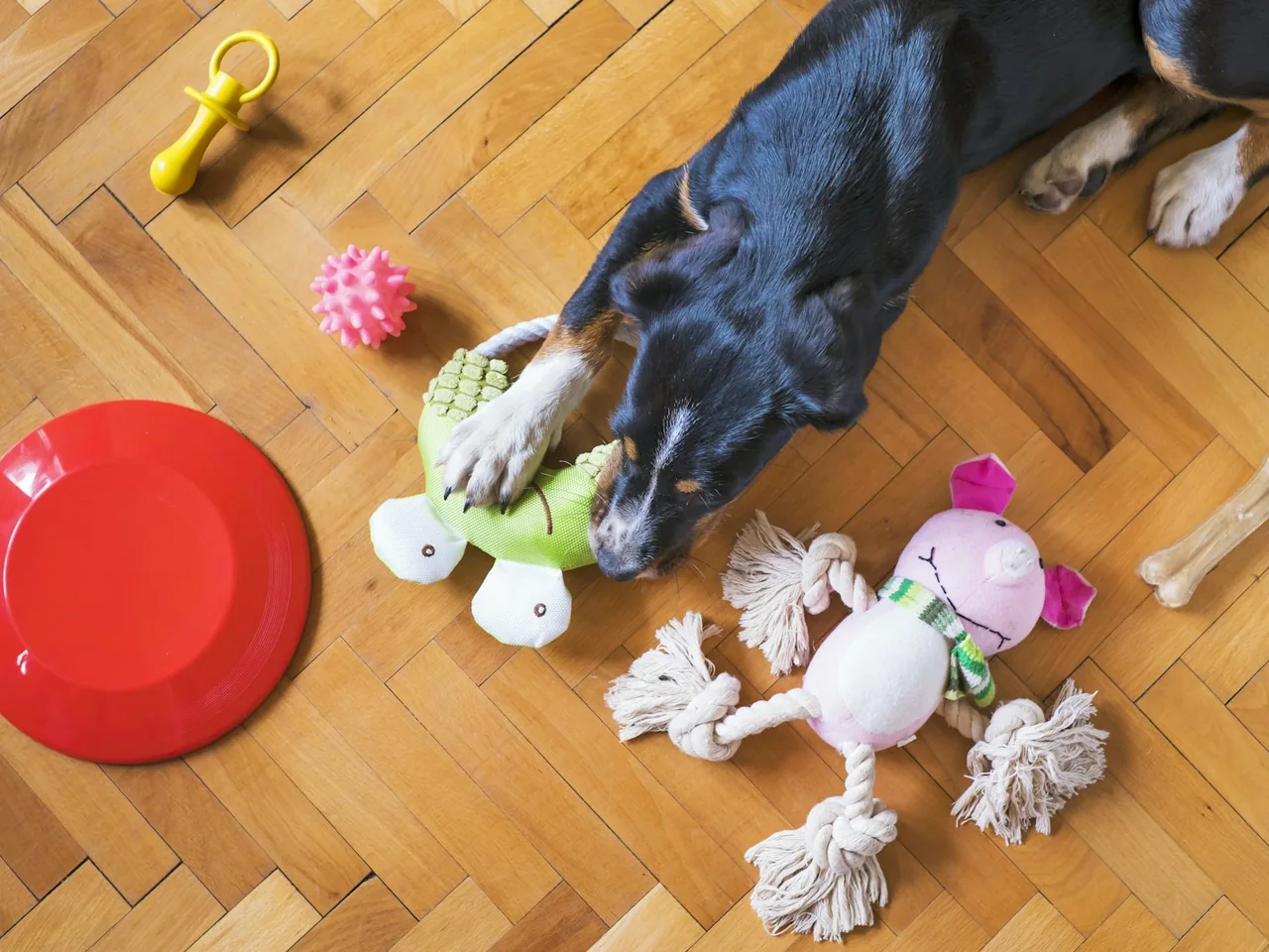Dark-coated dog surrounded by toys on a wooden floor.