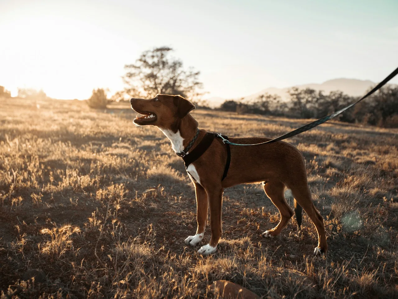 Dog wearing a harness in a sunlit field.
