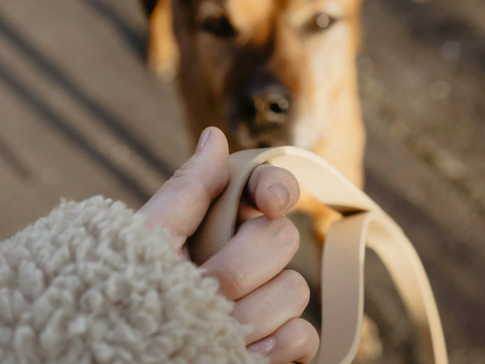Hand holding the handle of a dog lead.
