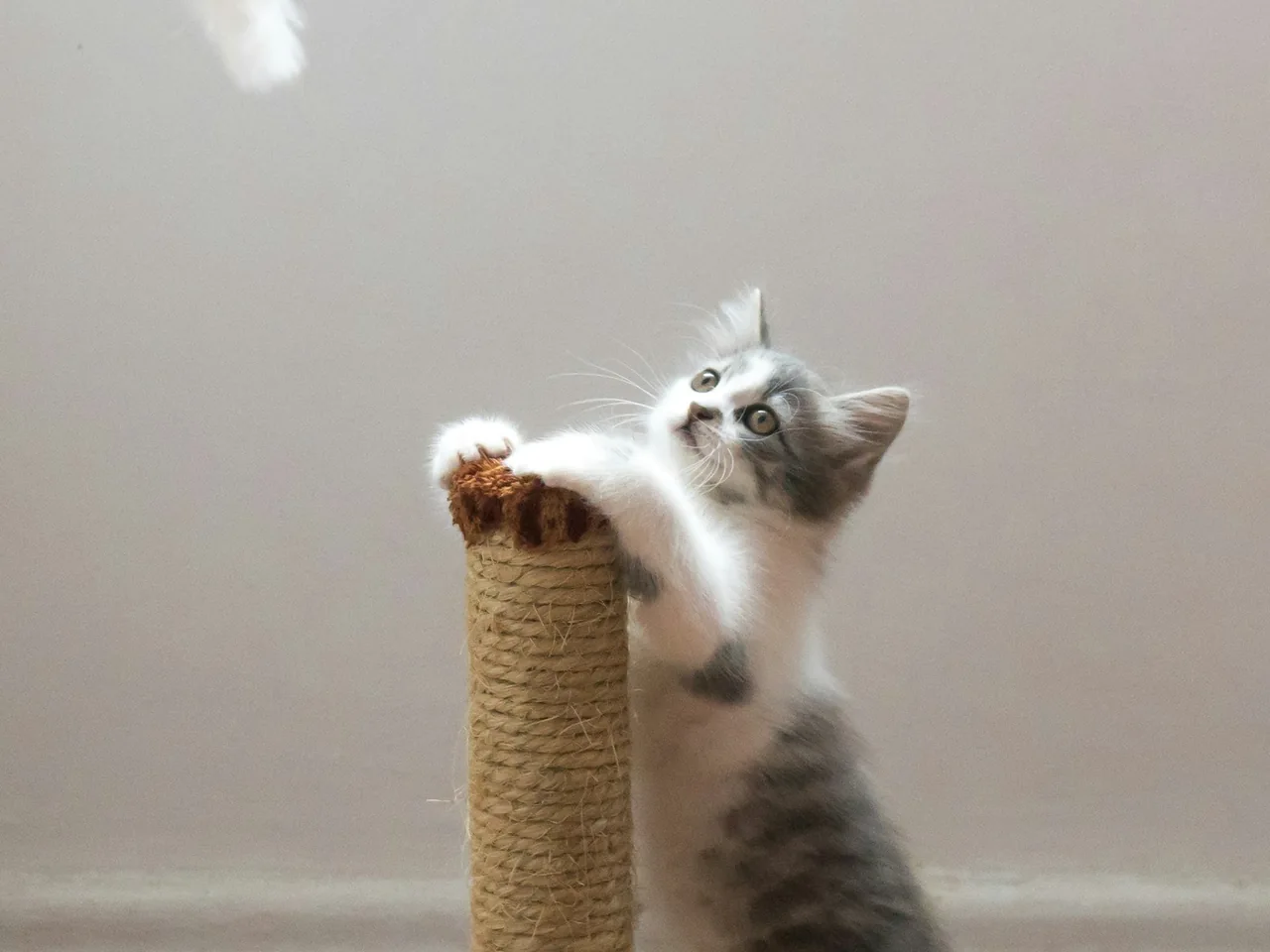 Small cat reaching toward a scratching post.